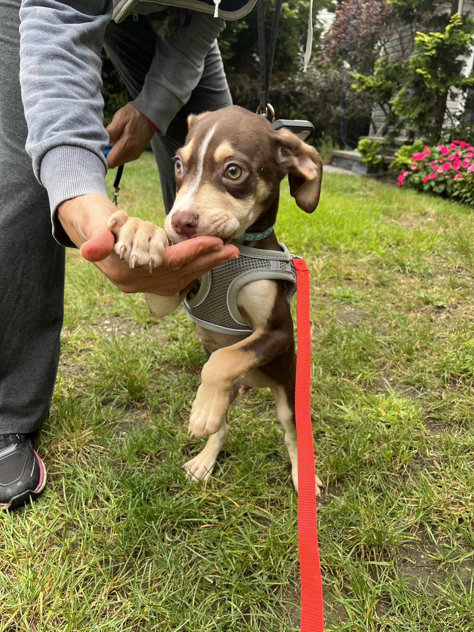 Bullseye, Adopted, Puppy Male Labrador Retriever.
