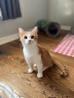 Orpheus, Adoptable, Kitten Male Domestic Short Hair.