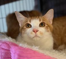 Enlarge Orpheus, a Adoptable mixed breed in Mustang, OK image 3/6