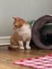 Enlarge Orpheus, a Adoptable mixed breed in Mustang, OK image 5/6
