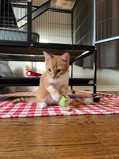 Enlarge Orpheus, a Adoptable mixed breed in Mustang, OK image 6/6