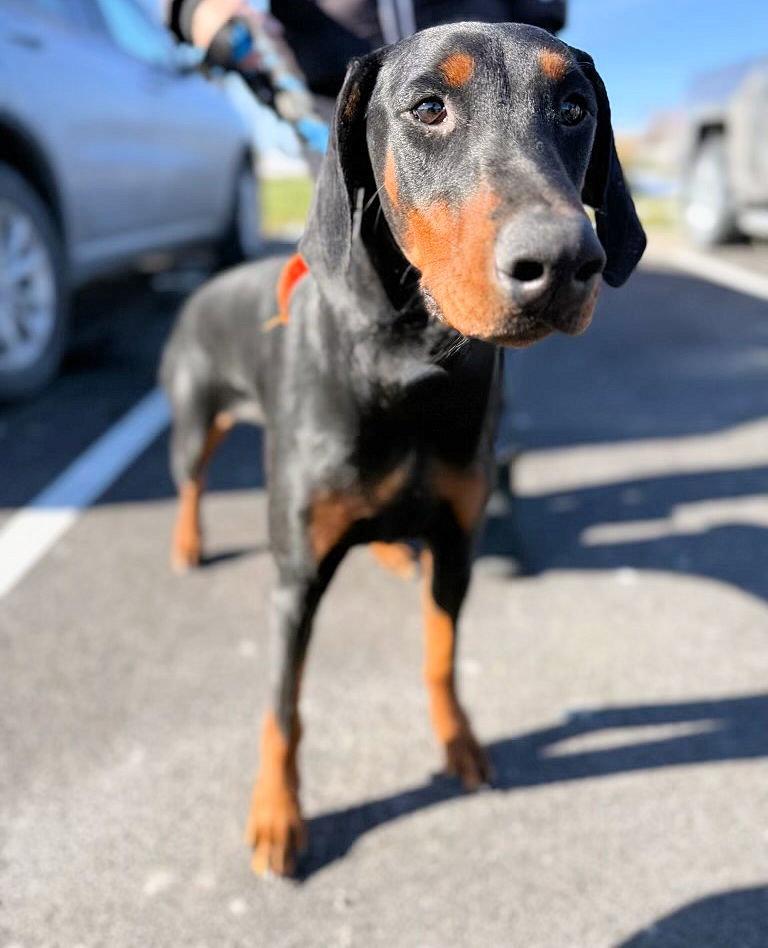 Ruby, Adopted, Young Female Doberman Pinscher.