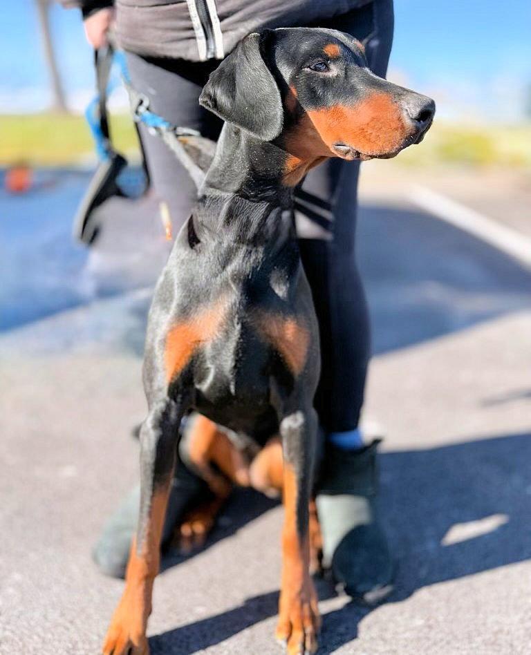Ruby, a Adopted Doberman Pinscher in Omaha, NE image 2/3