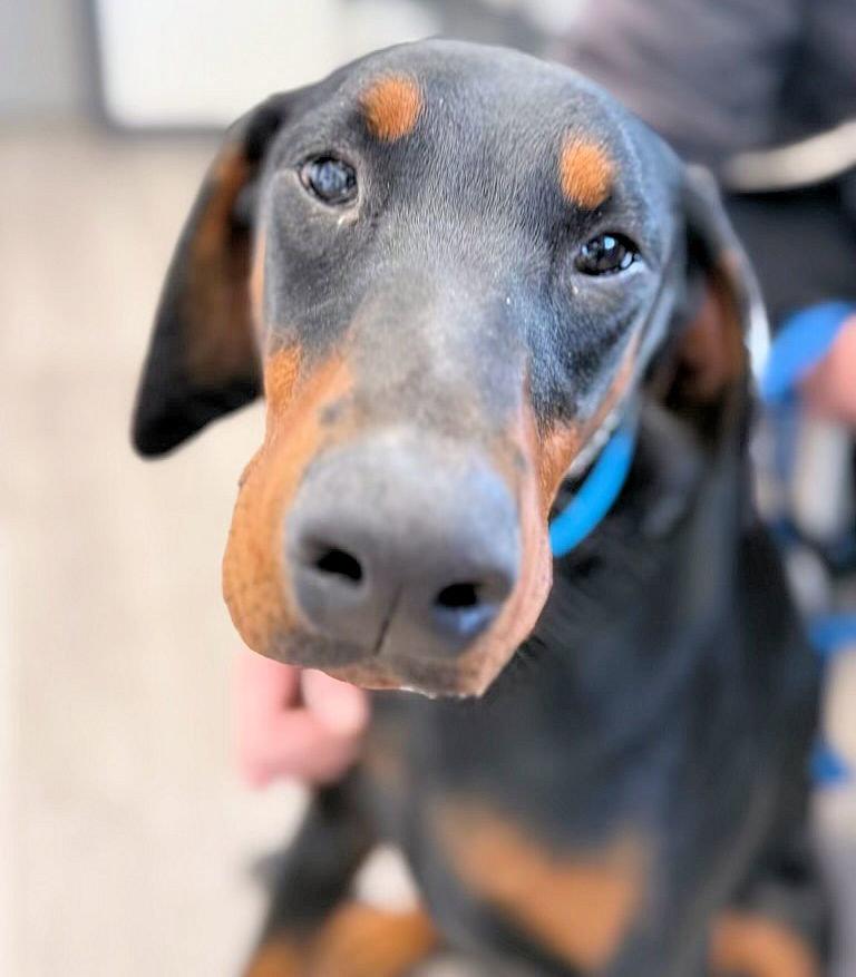 Ruby, a Adopted Doberman Pinscher in Omaha, NE image 3/3