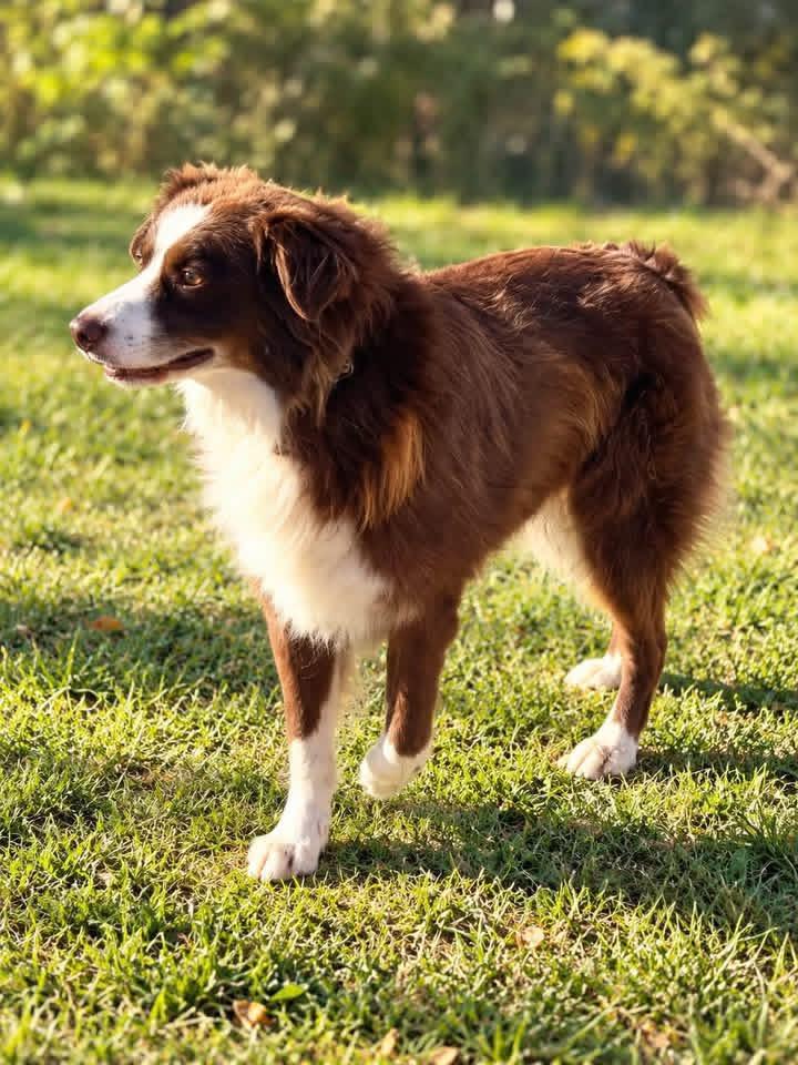 Enlarge Balarama, a Adoptable Australian Shepherd in Hico, WV image 2/2