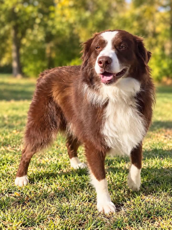 Enlarge Balarama, a Adoptable Australian Shepherd in Hico, WV image 1/2