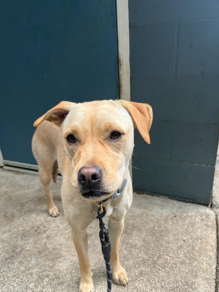 Enlarge Lisa, a Adoptable mixed breed in Shelton, WA image 1/2