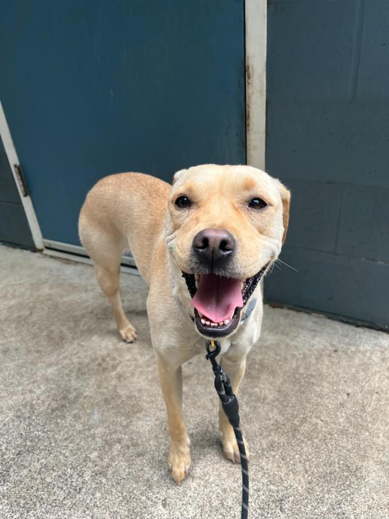 Enlarge Lisa, a Adoptable mixed breed in Shelton, WA image 2/2