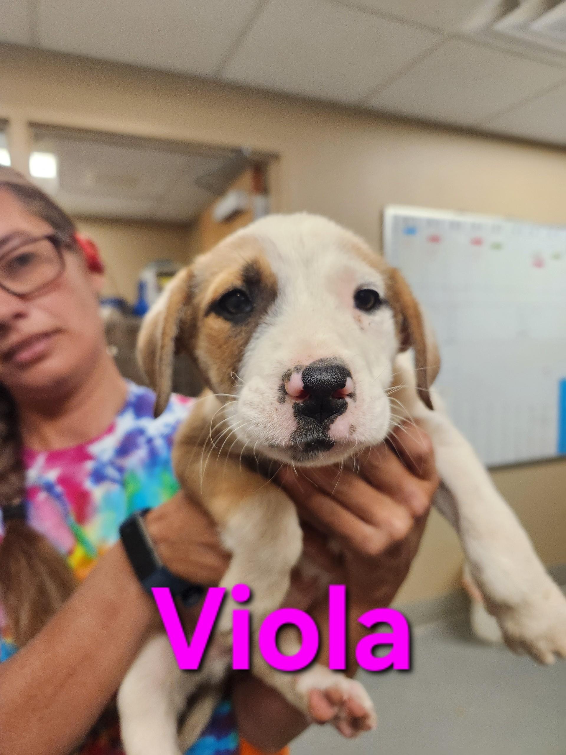 Enlarge Violia, a ADOPTABLE Mixed Breed in Truth or Consequences , NM image 1/1