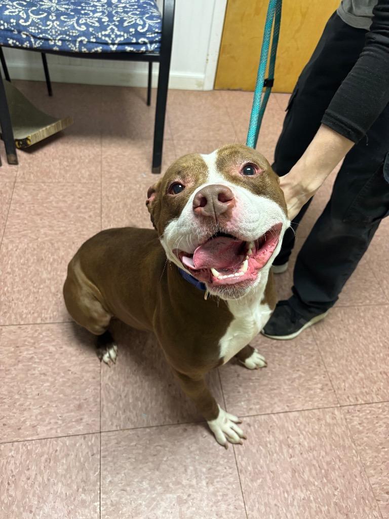 Enlarge Flynn, a Adoptable Staffordshire Bull Terrier in Wabash, IN image 1/3