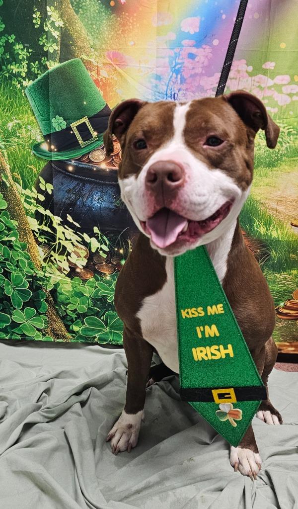 Enlarge Flynn, a Adoptable Staffordshire Bull Terrier in Wabash, IN image 2/3