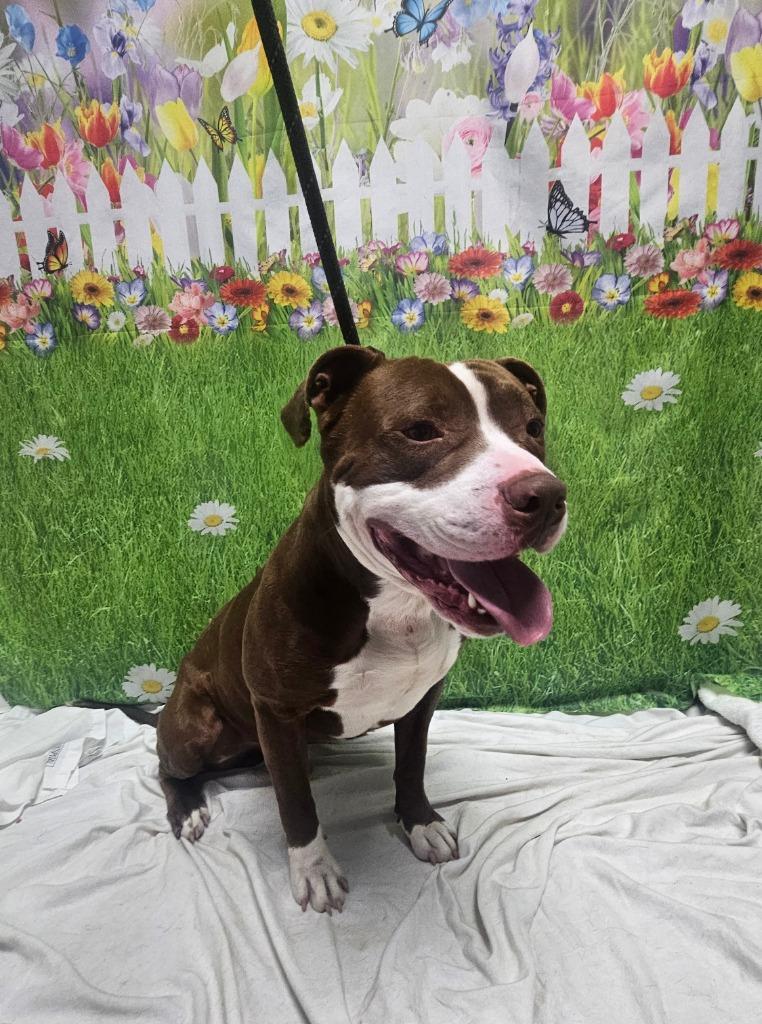 Enlarge Flynn, a Adoptable Staffordshire Bull Terrier in Wabash, IN image 3/3