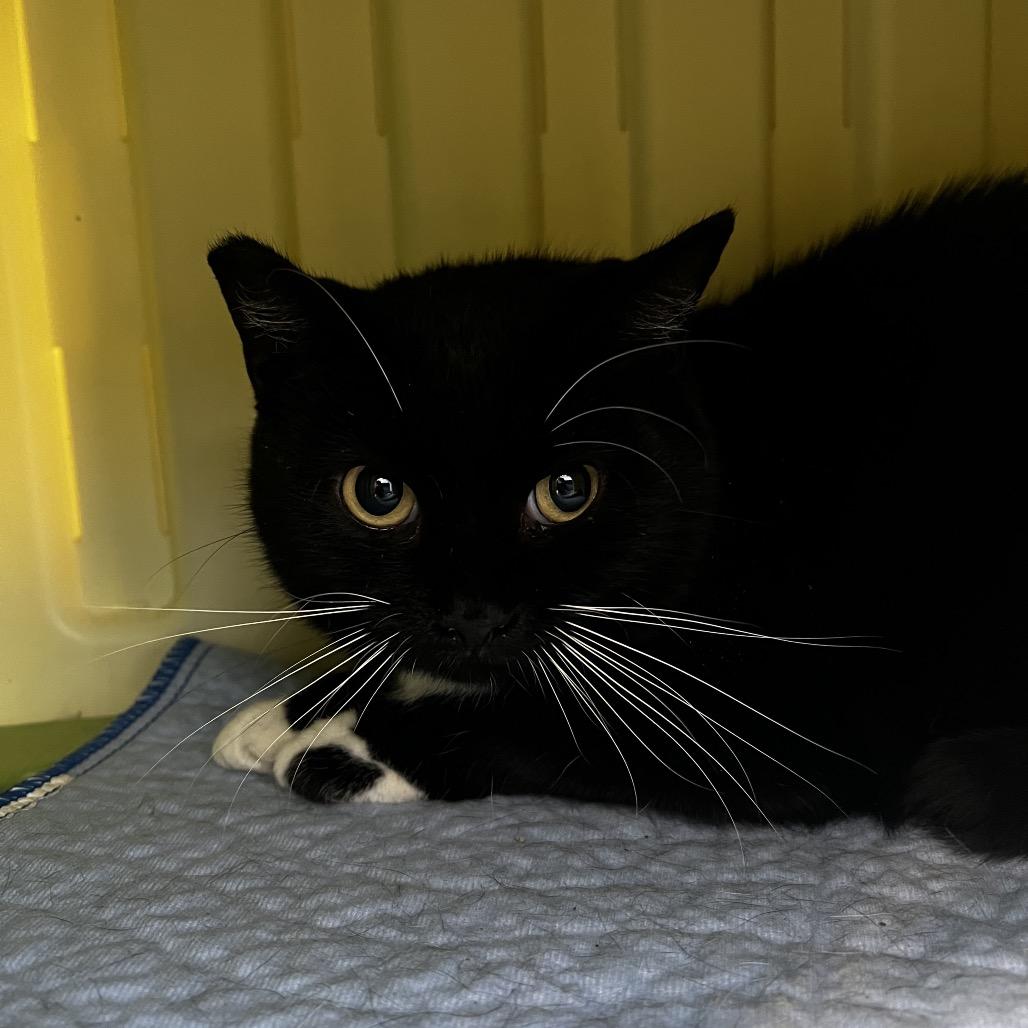 Enlarge Socks, a Adoptable Domestic Short Hair in Fort Wayne, IN image 1/3