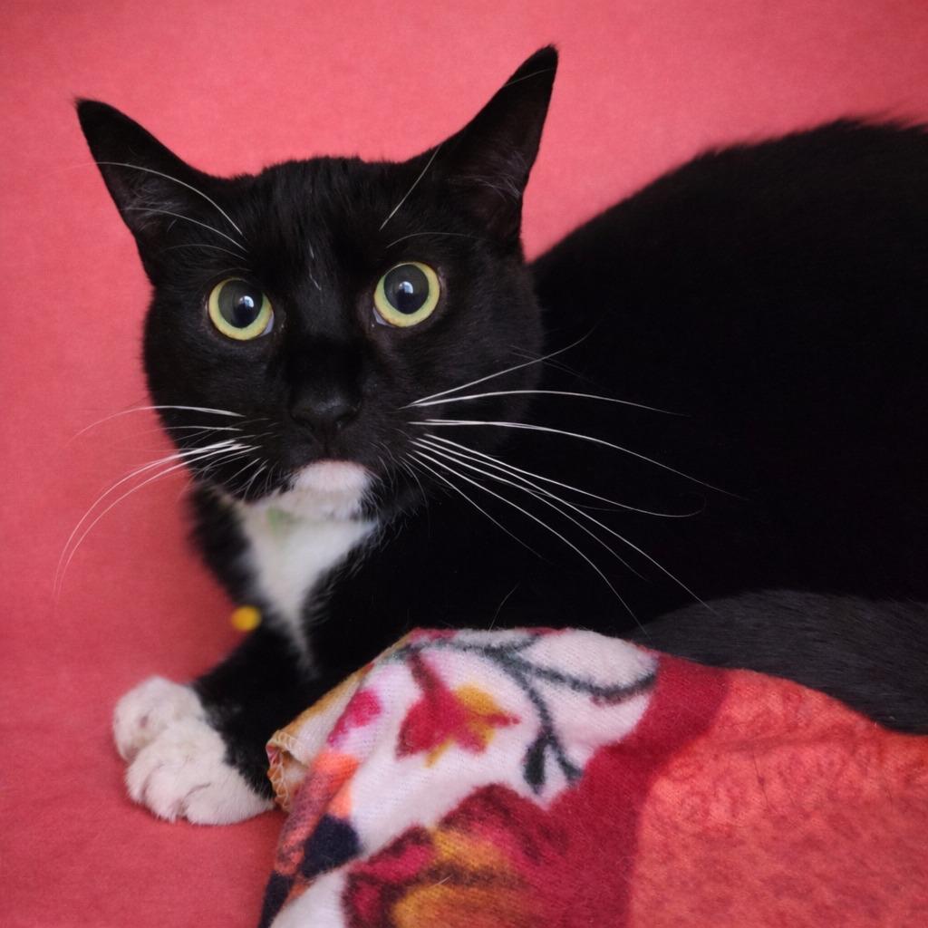 Enlarge Socks, a Adoptable Domestic Short Hair in Fort Wayne, IN image 2/3