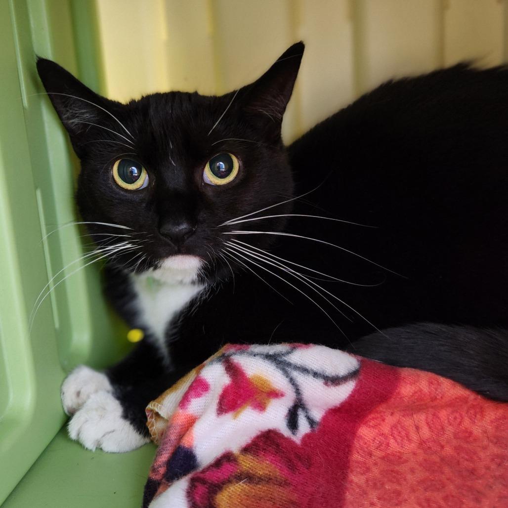 Enlarge Socks, a Adoptable Domestic Short Hair in Fort Wayne, IN image 3/3