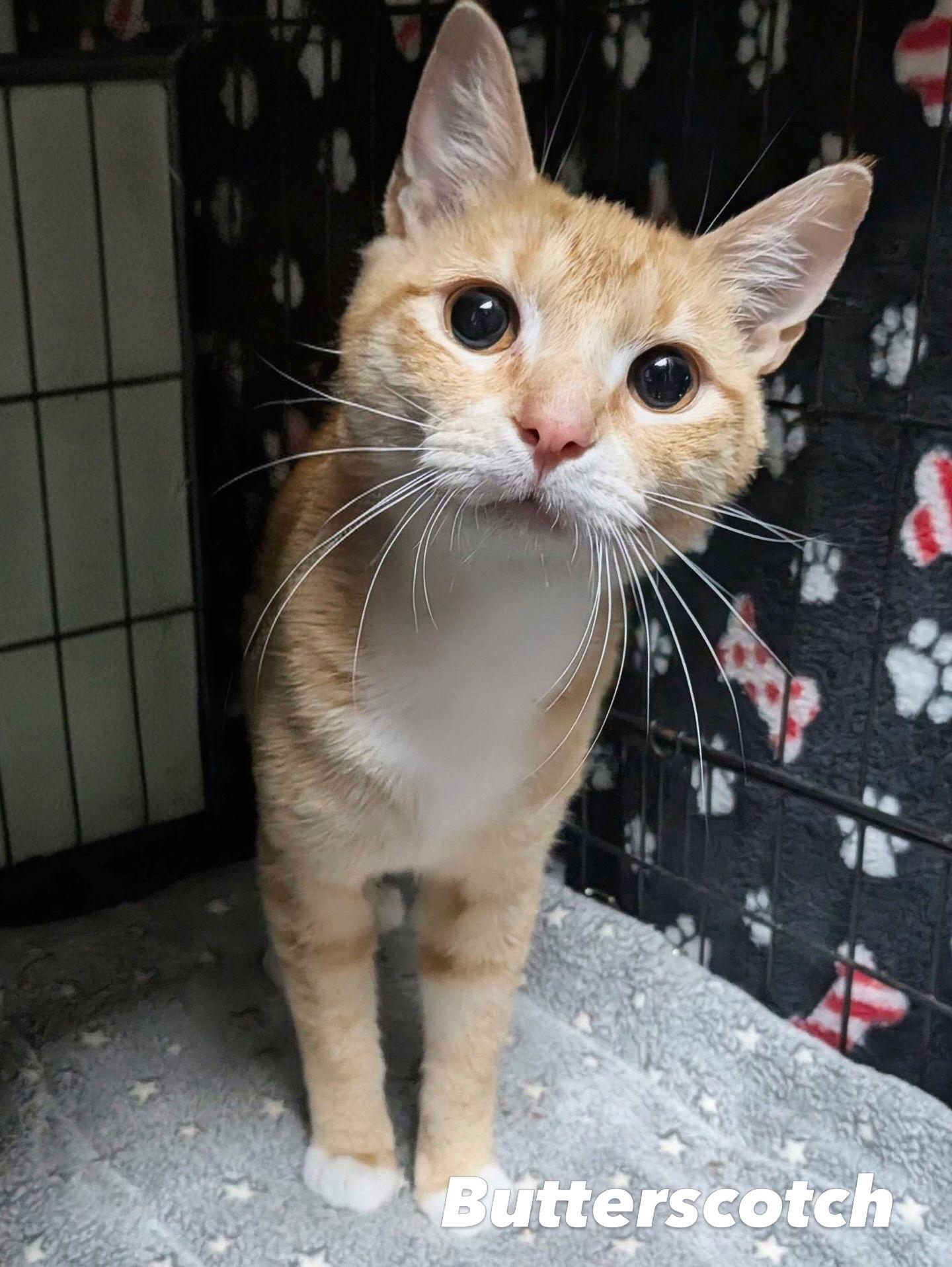 Enlarge Butterscotch, a Adoptable Domestic Short Hair in Lake Saint Louis, MO image 1/1