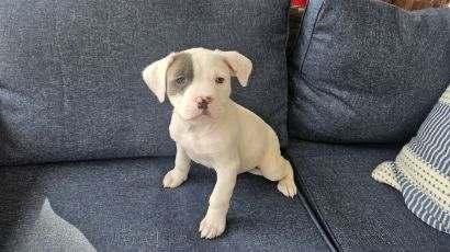 Enlarge Linus , an adopted mixed breed in Succasunna, NJ image 3/3