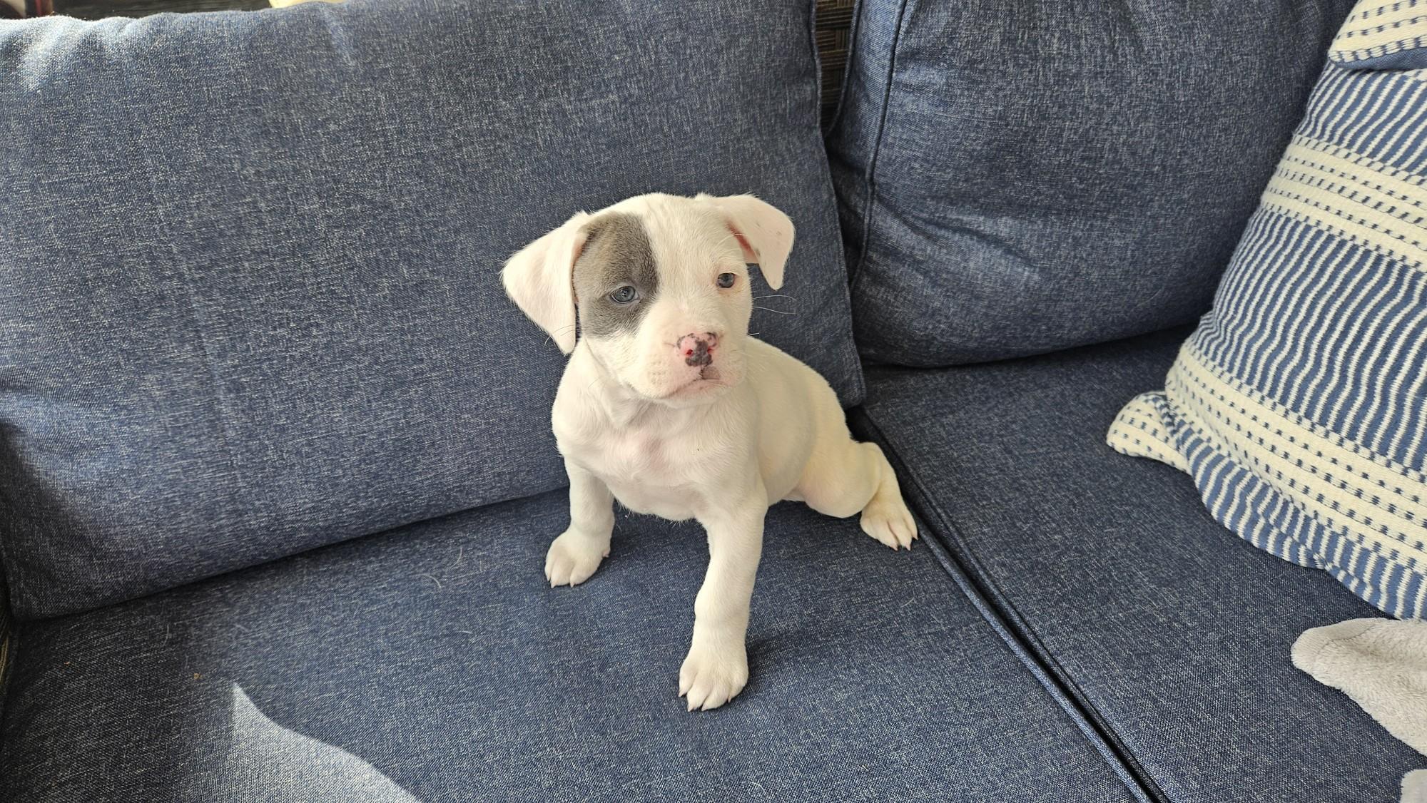 Enlarge Linus , an adopted mixed breed in Succasunna, NJ image 1/3