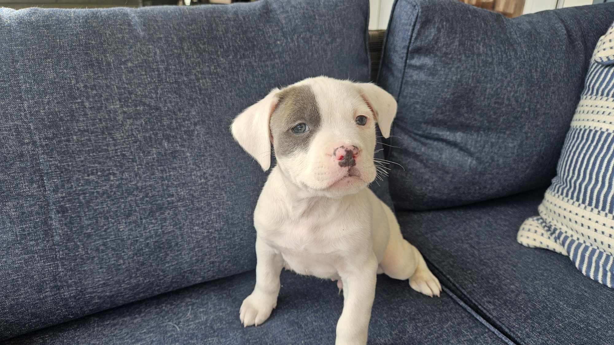 Enlarge Linus , an adopted mixed breed in Succasunna, NJ image 2/3