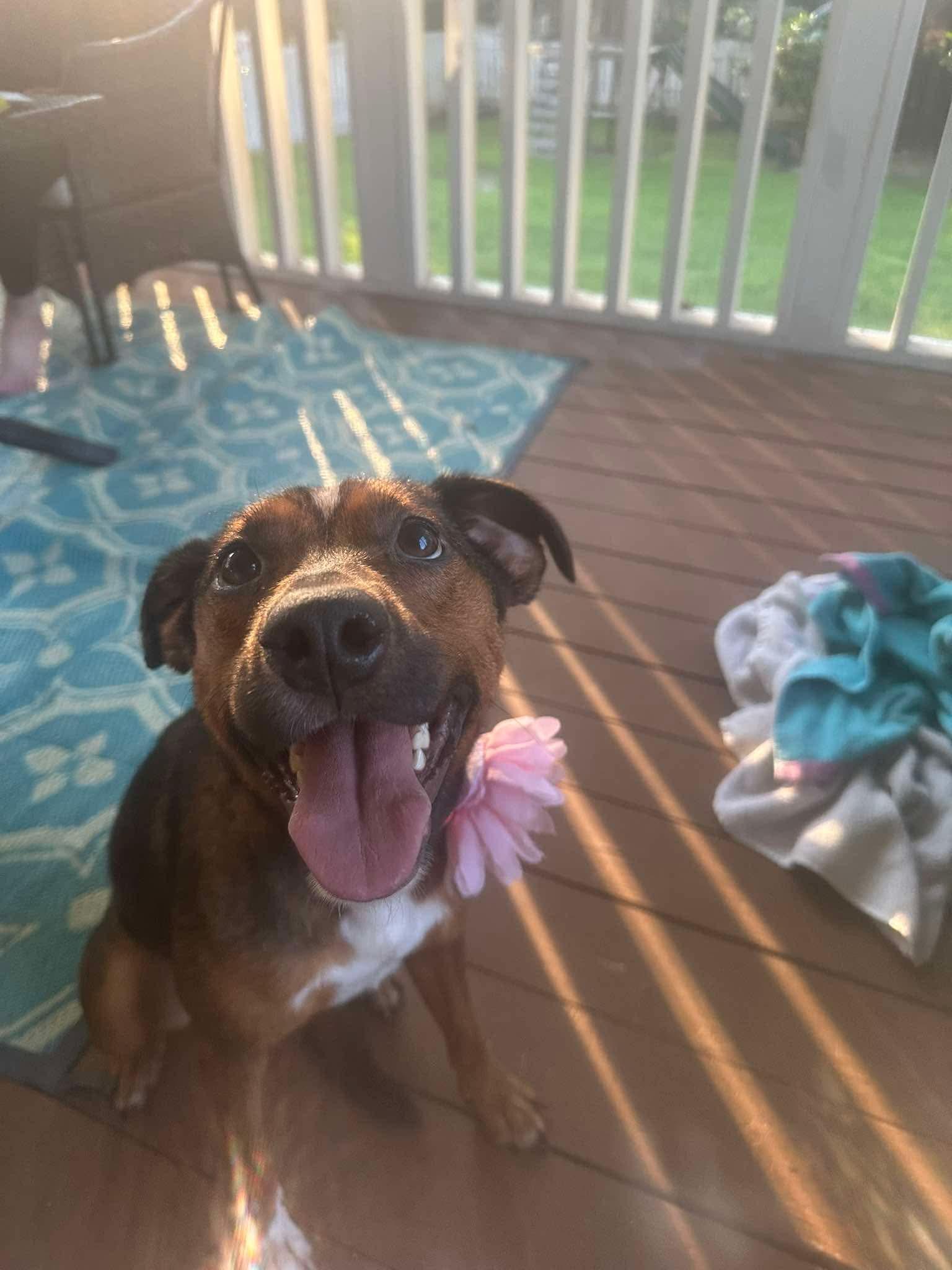 Cocoa, ADOPTABLE, Young Female Mixed Breed.