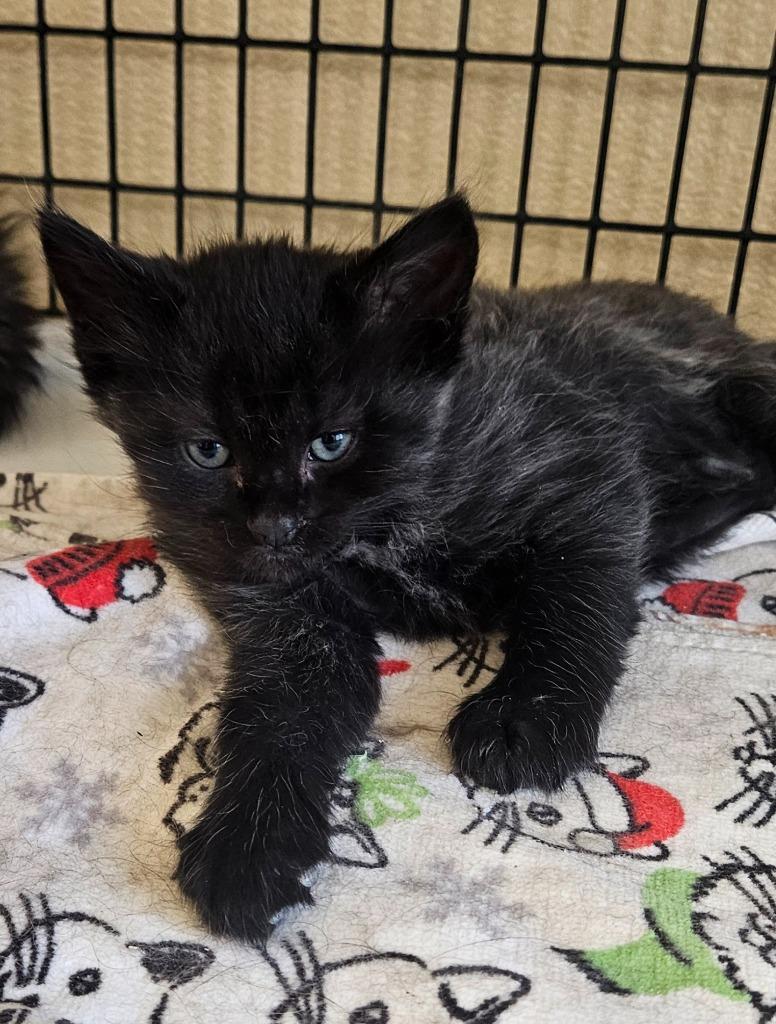 Starr, Adoptable, Kitten Male Domestic Medium Hair.