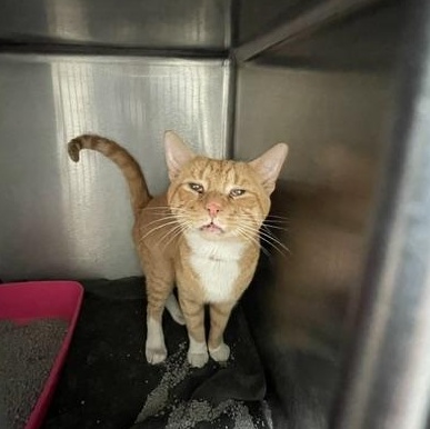 Enlarge Garfield, an adopted Domestic Short Hair in Attleboro, MA image 2/2