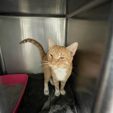 Garfield, adopted, Young Male Domestic Short Hair.
