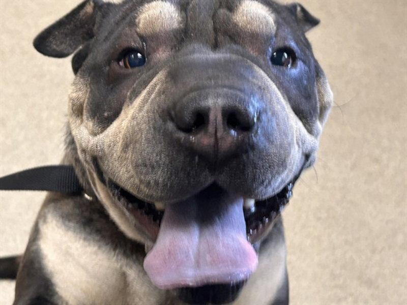 London, Adoptable, Adult Female Shar-Pei.