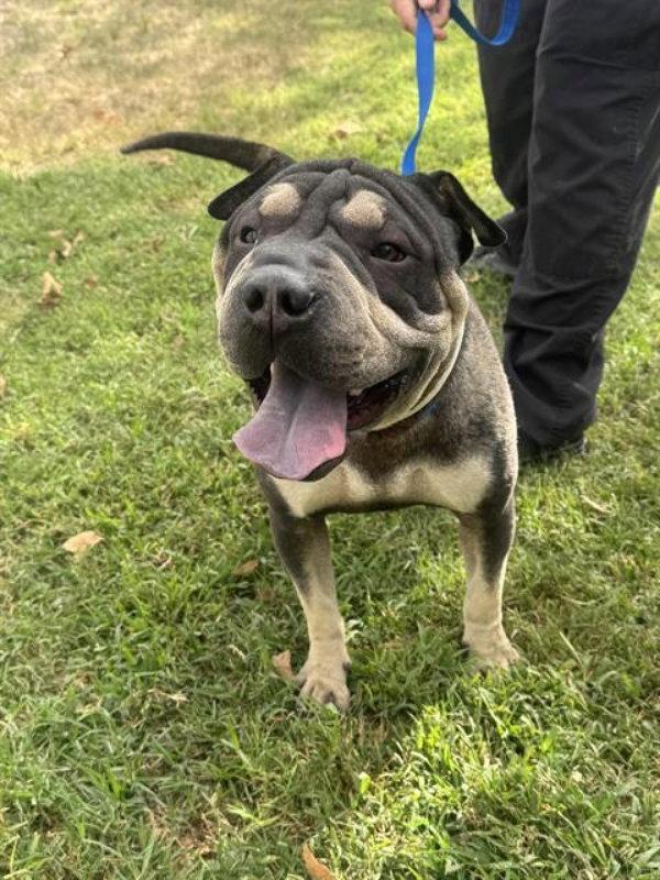 Enlarge London, a Adoptable Shar-Pei in Lake Forest, CA image 2/3