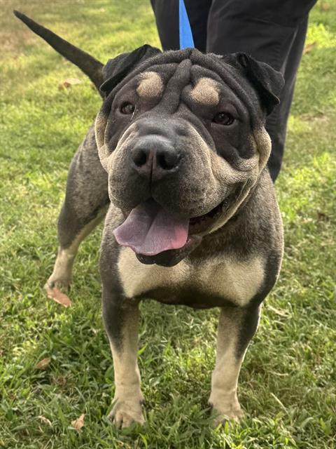 Enlarge London, a Adoptable Shar-Pei in Lake Forest, CA image 3/3