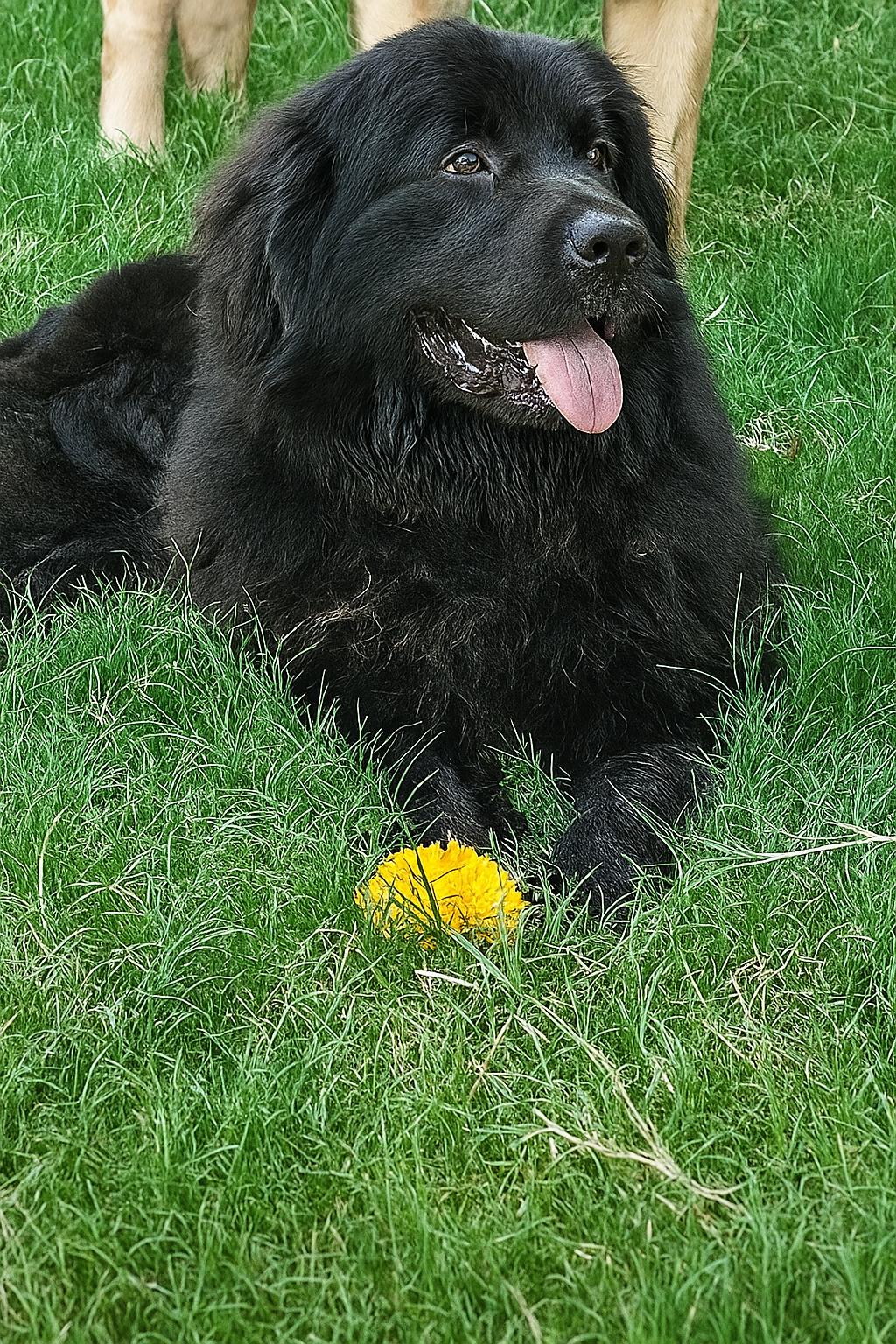 Enlarge Keanu, a Adopted Newfoundland Dog in Wagoner, OK image 2/4