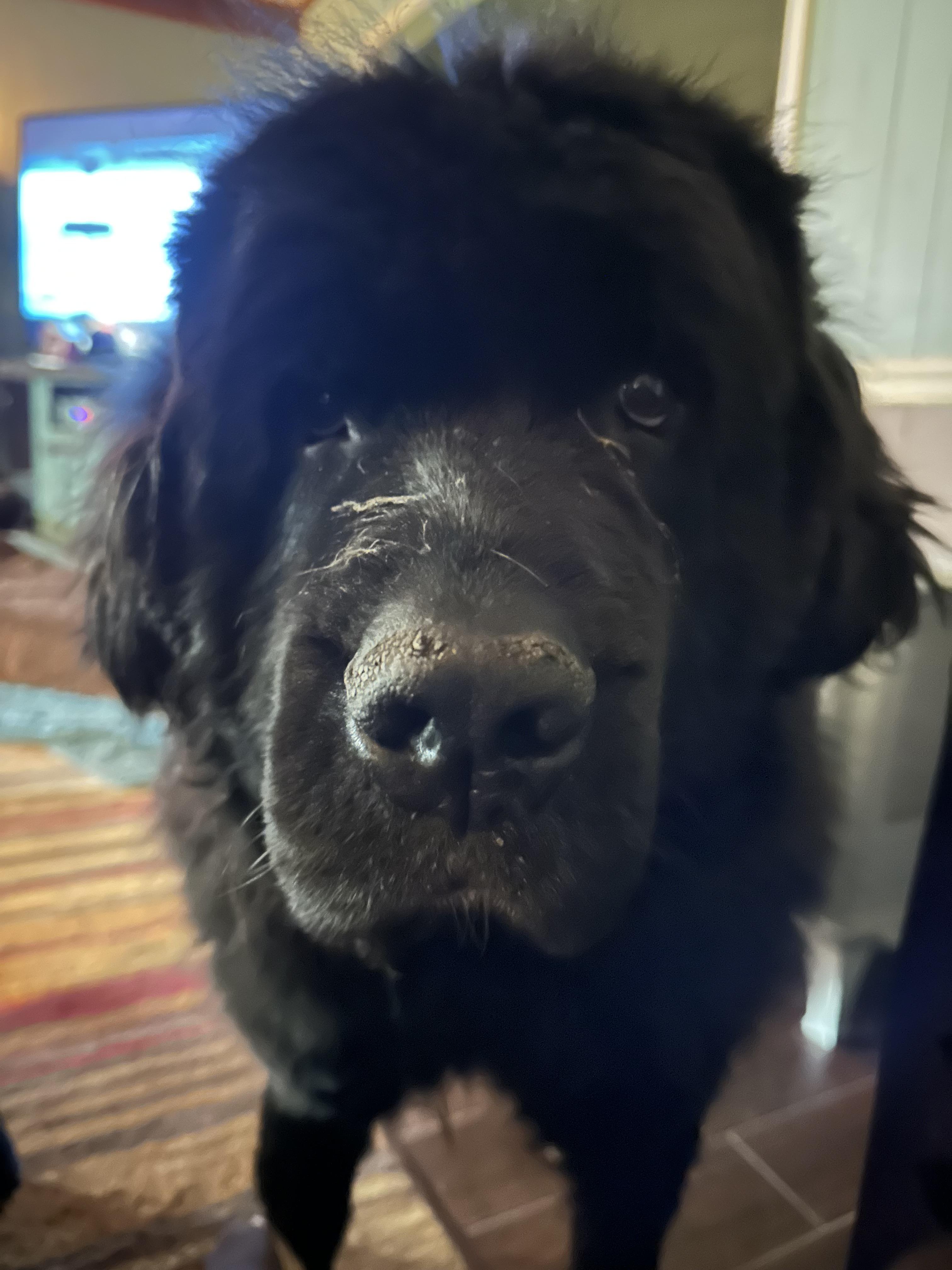 Enlarge Keanu, a Adopted Newfoundland Dog in Wagoner, OK image 4/4