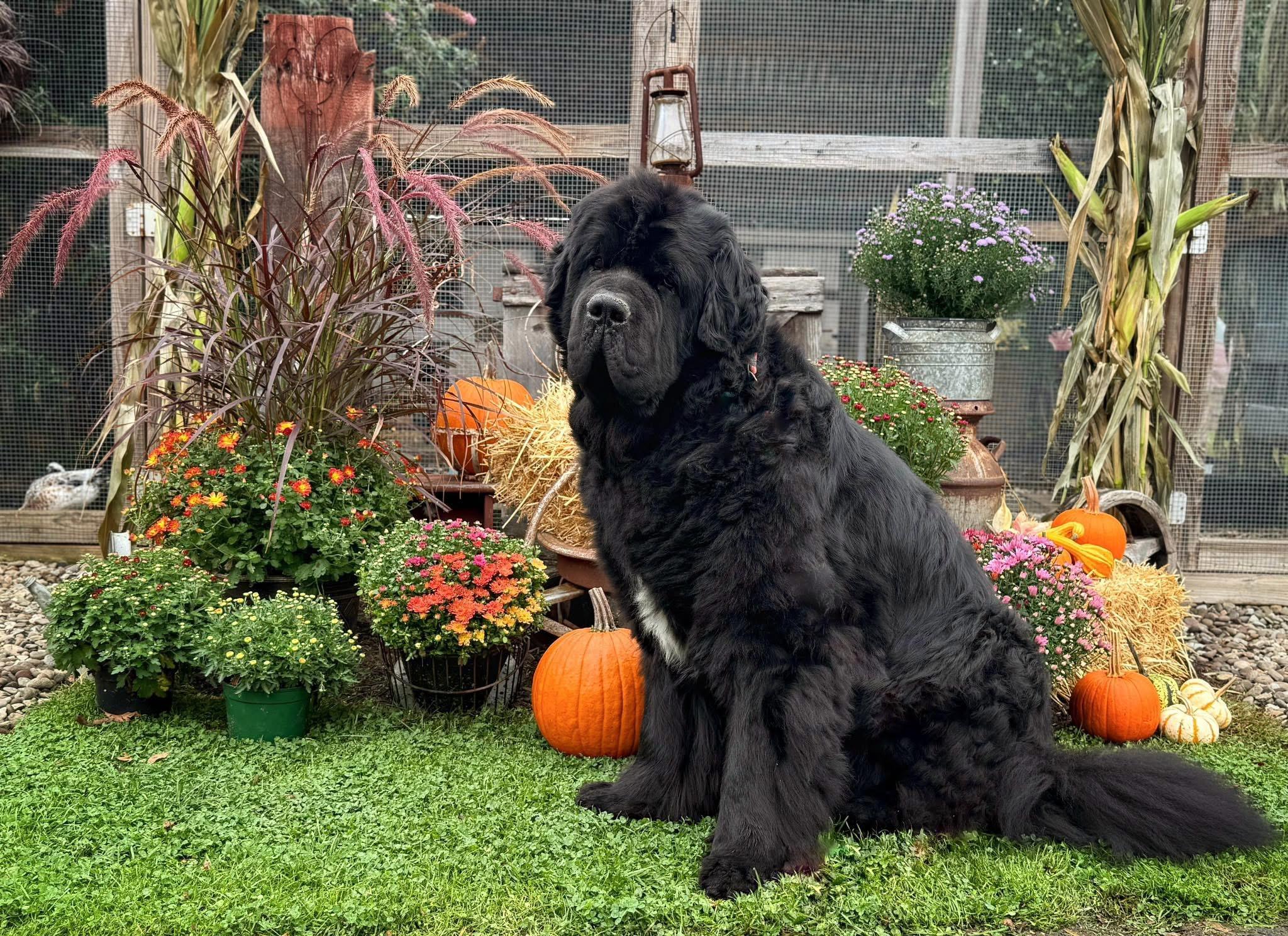 Enlarge Keanu, a Adopted Newfoundland Dog in Wagoner, OK image 1/4