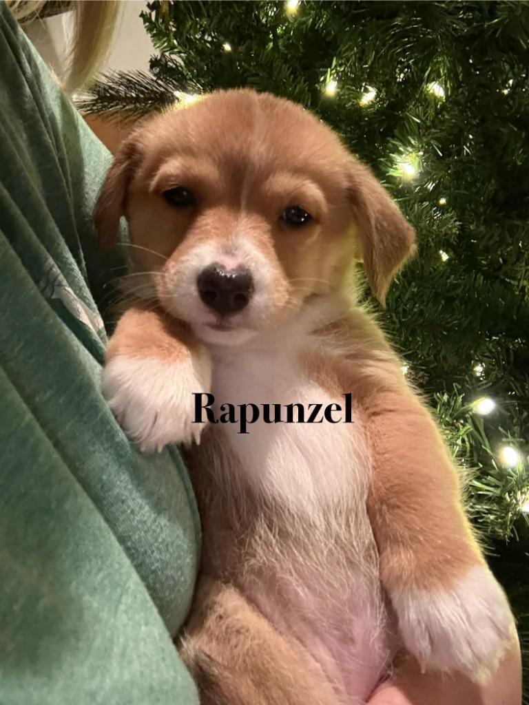 Enlarge Rapunzel, a Adoptable mixed breed in Waxhaw, NC image 2/2