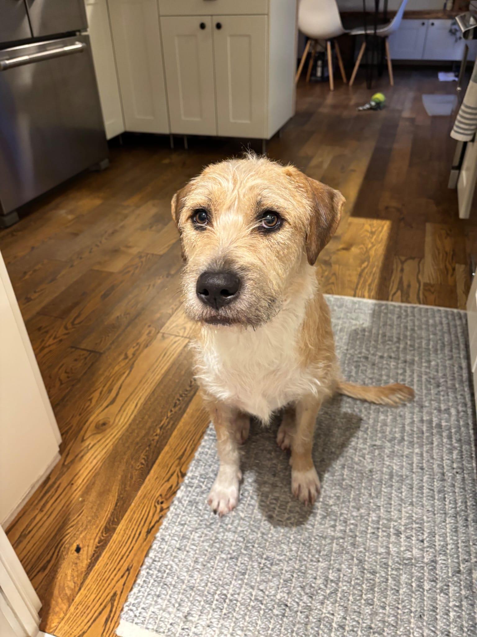 Brax, an adopted Mixed Breed in Etobicoke, ON image 1/4