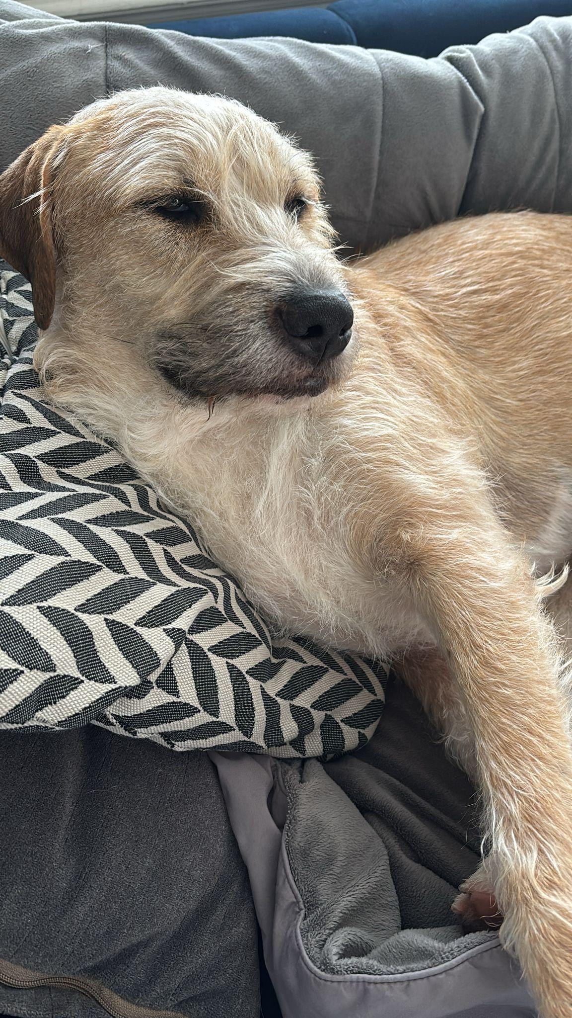 Brax, an adopted Mixed Breed in Etobicoke, ON image 2/4