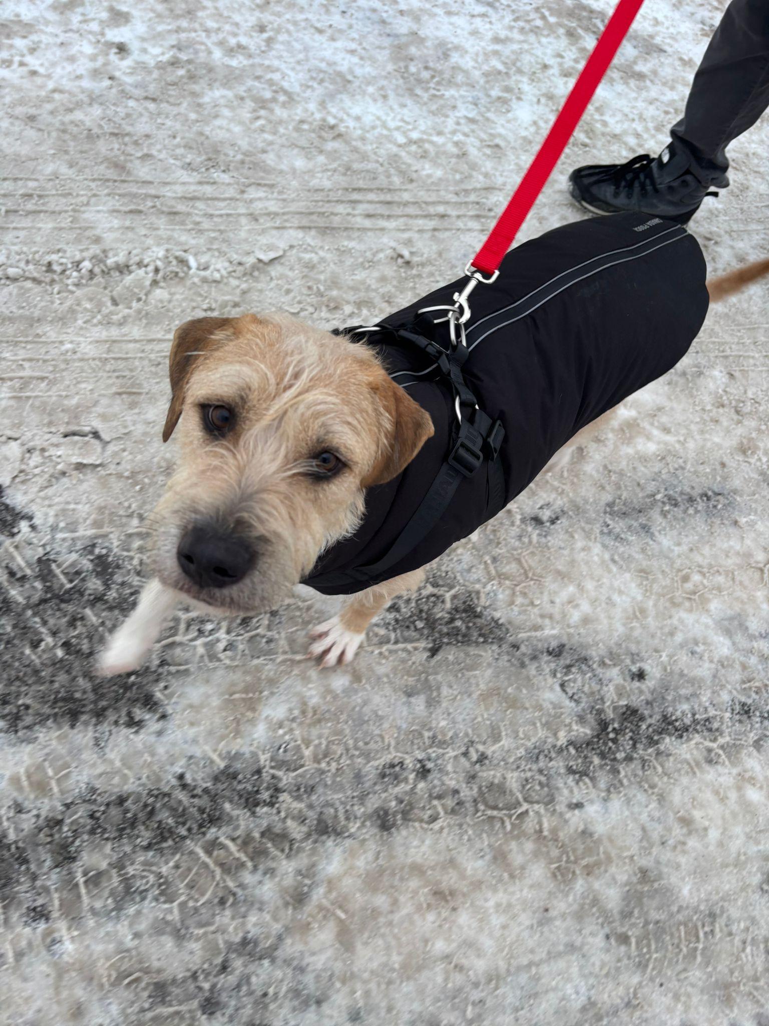 Brax, an adopted Mixed Breed in Etobicoke, ON image 3/4