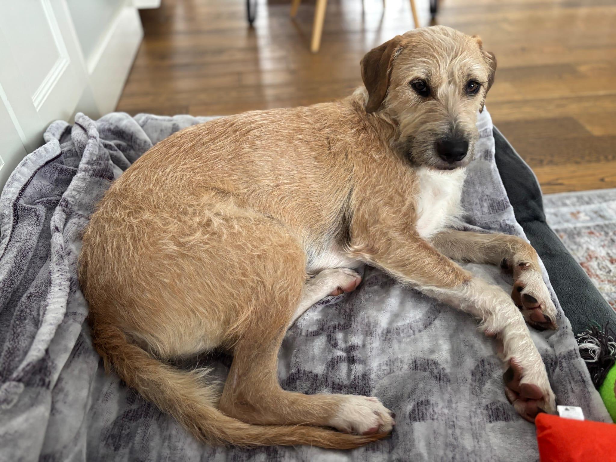 Brax, an adopted Mixed Breed in Etobicoke, ON image 4/4