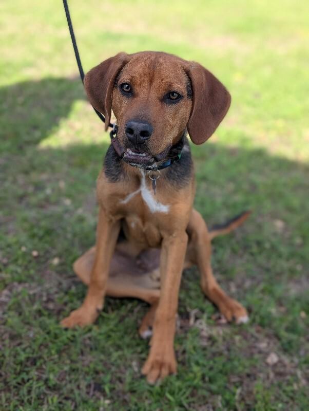 Gunner, Adoptable, Young Male Beagle & Mixed Breed.