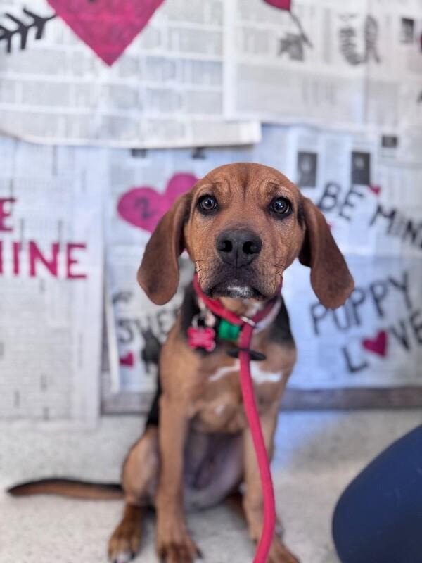 Gunner, Adoptable, Puppy Male Beagle & Mixed Breed.