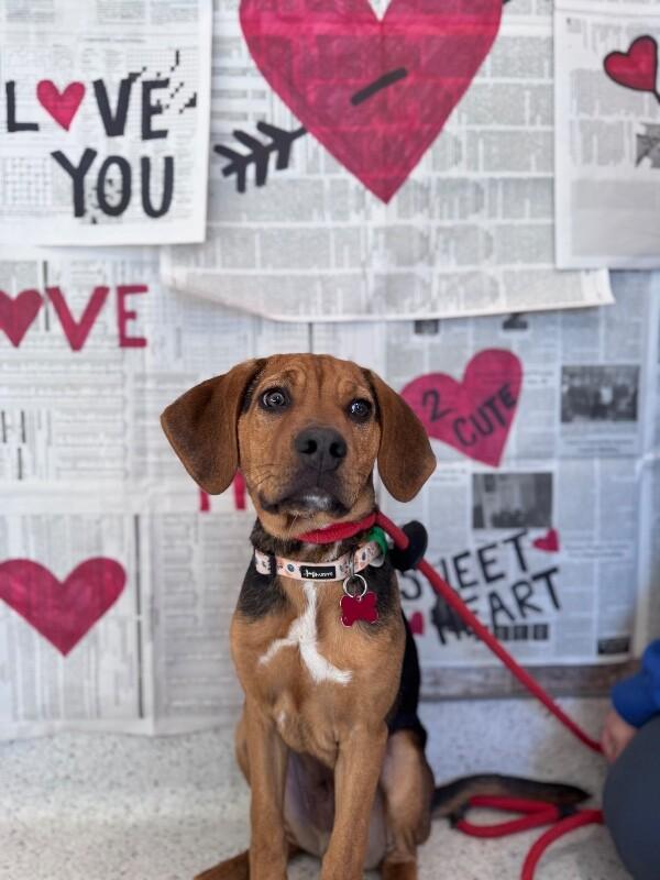 Enlarge Gunner, a Adoptable mixed breed in Berkeley Heights, NJ image 2/6