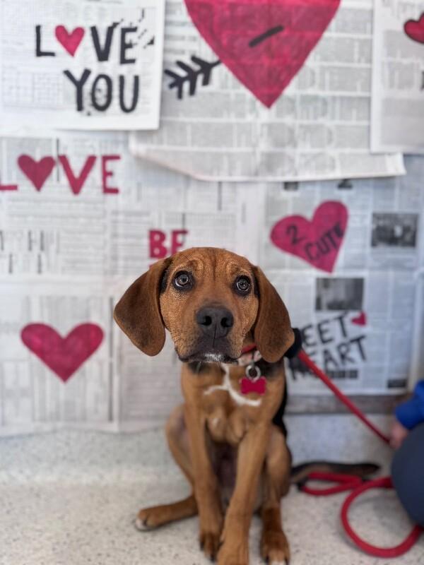 Enlarge Gunner, a Adoptable mixed breed in Berkeley Heights, NJ image 3/6