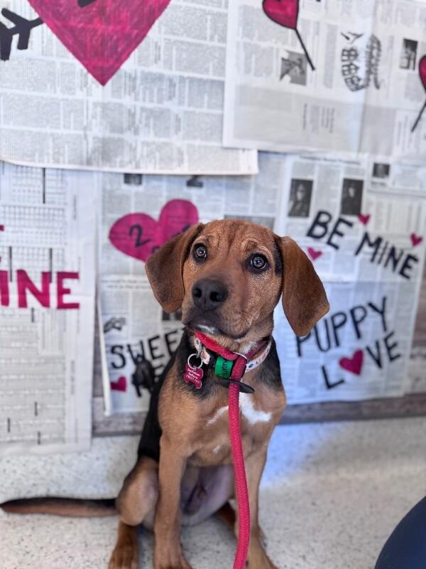 Enlarge Gunner, a Adoptable mixed breed in Berkeley Heights, NJ image 4/6