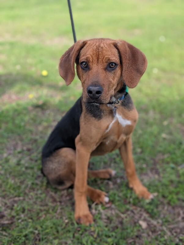 Enlarge Gunner, a Adoptable mixed breed in Berkeley Heights, NJ image 2/6