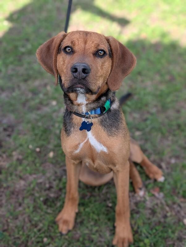 Enlarge Gunner, a Adoptable mixed breed in Berkeley Heights, NJ image 3/6