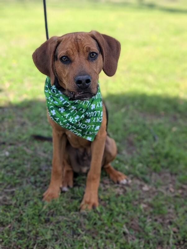 Enlarge Gunner, a Adoptable mixed breed in Berkeley Heights, NJ image 4/6