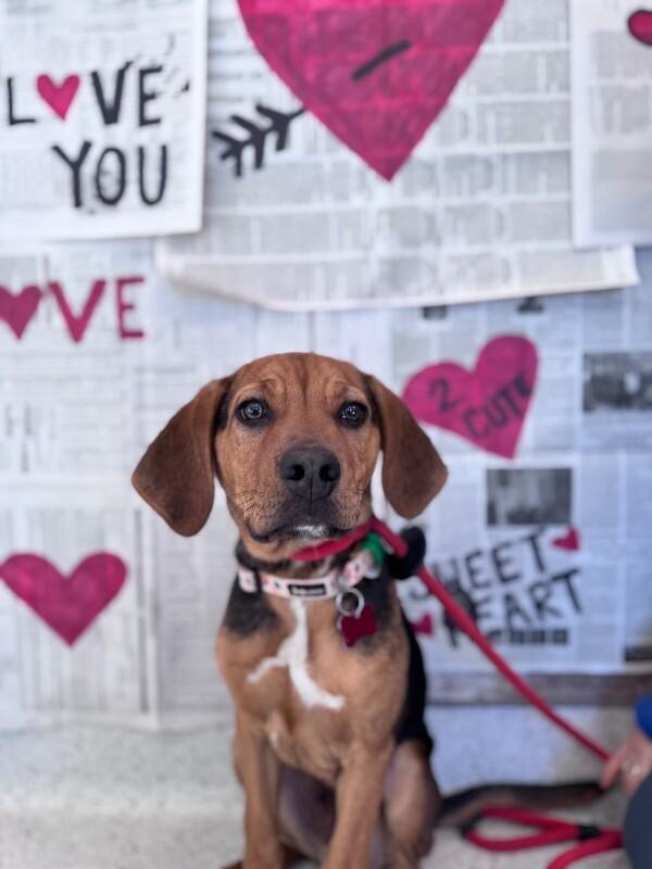 Enlarge Gunner, a Adoptable mixed breed in Berkeley Heights, NJ image 5/6