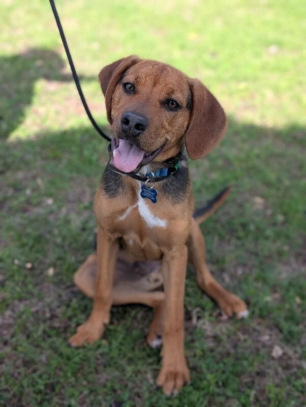 Enlarge Gunner, a Adoptable mixed breed in Berkeley Heights, NJ image 5/6