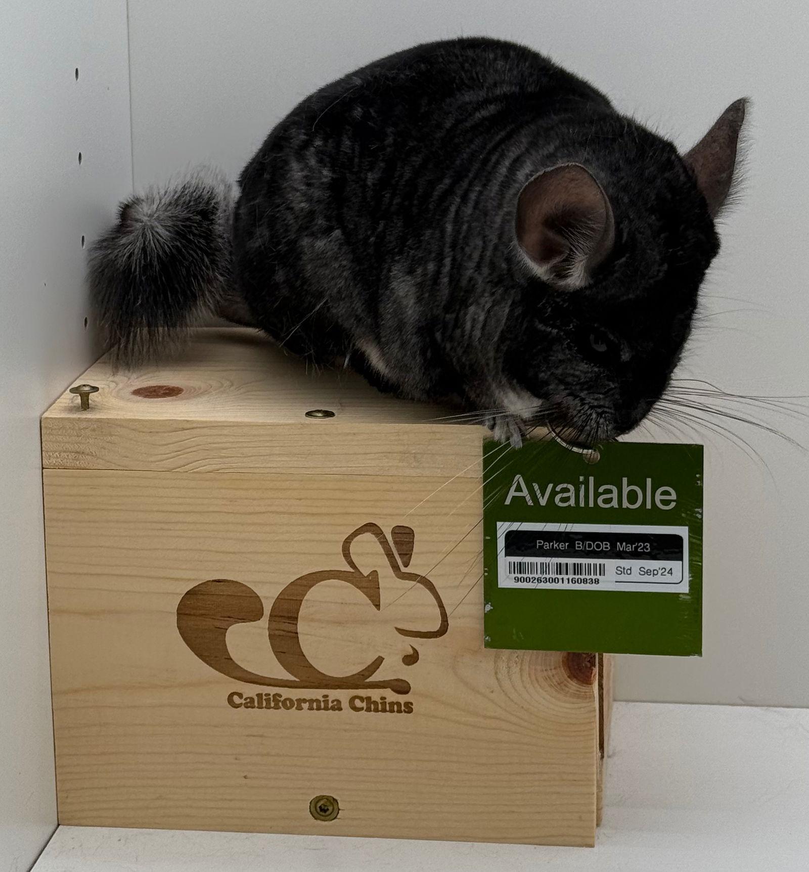 Parker, Adoptable, Young Male Chinchilla.