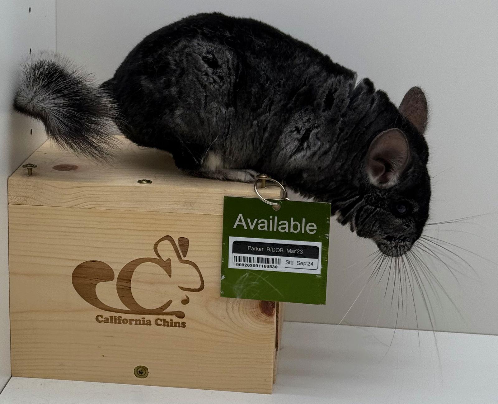Enlarge Parker, a Adoptable Chinchilla in Sunnyvale, CA image 2/3